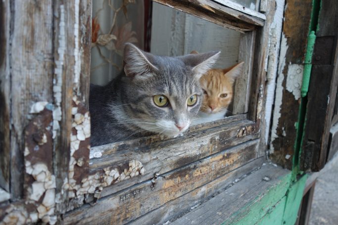 Zwei Katzen gucken aus eniem offenen Fenster 