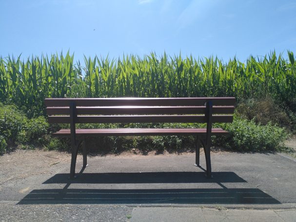 Rückansicht einer Parkbank in Richtung eines hochgewachsenen Maisfeldes